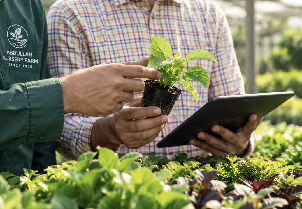 Plant propagation and care at the nursery
